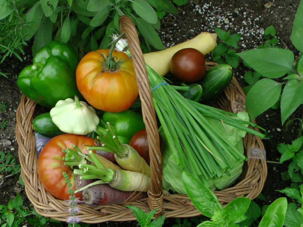 Découverte de notre panier légume fais par nos soins