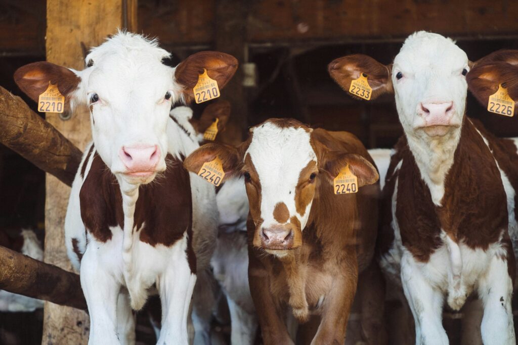 Autres élevages de nos vaches