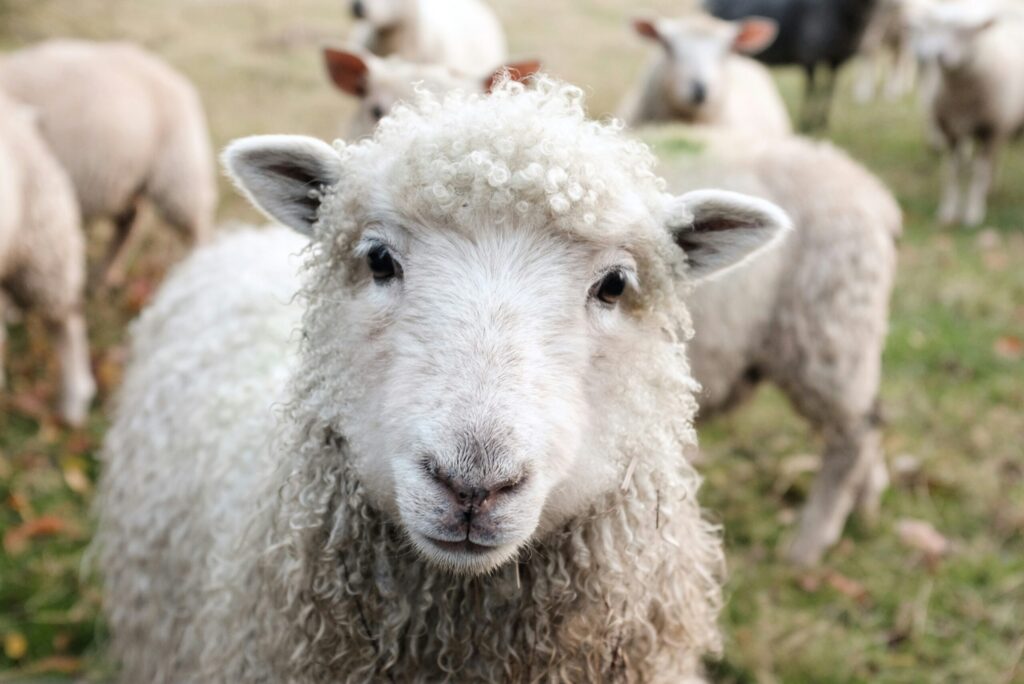 Notre élevage de moutons